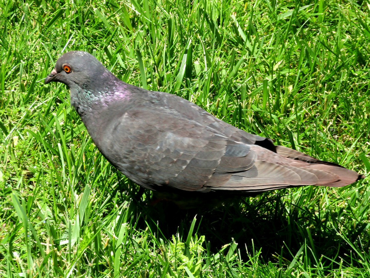 Rock Pigeon (Feral Pigeon) - ML621006891
