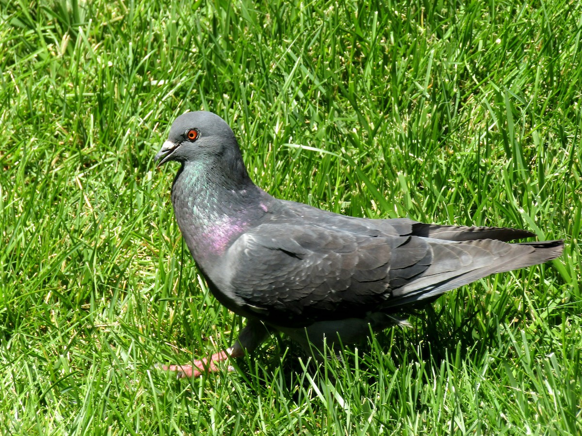 Rock Pigeon (Feral Pigeon) - ML621006892