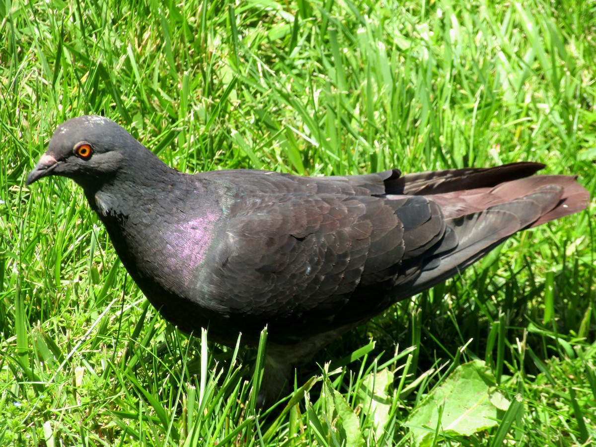 Rock Pigeon (Feral Pigeon) - ML621006893