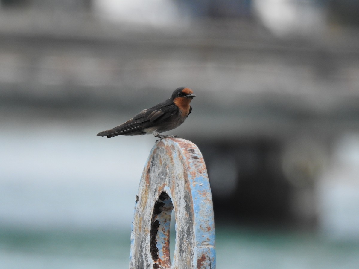 Pacific Swallow - ML621006895