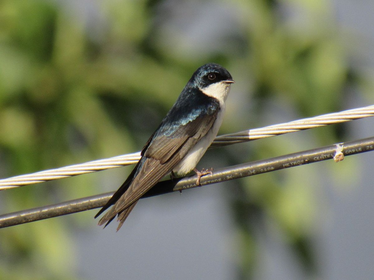 Blue-and-white Swallow - Lina Velazques