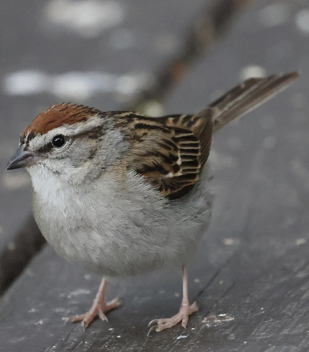 Chipping Sparrow - Christine Moore