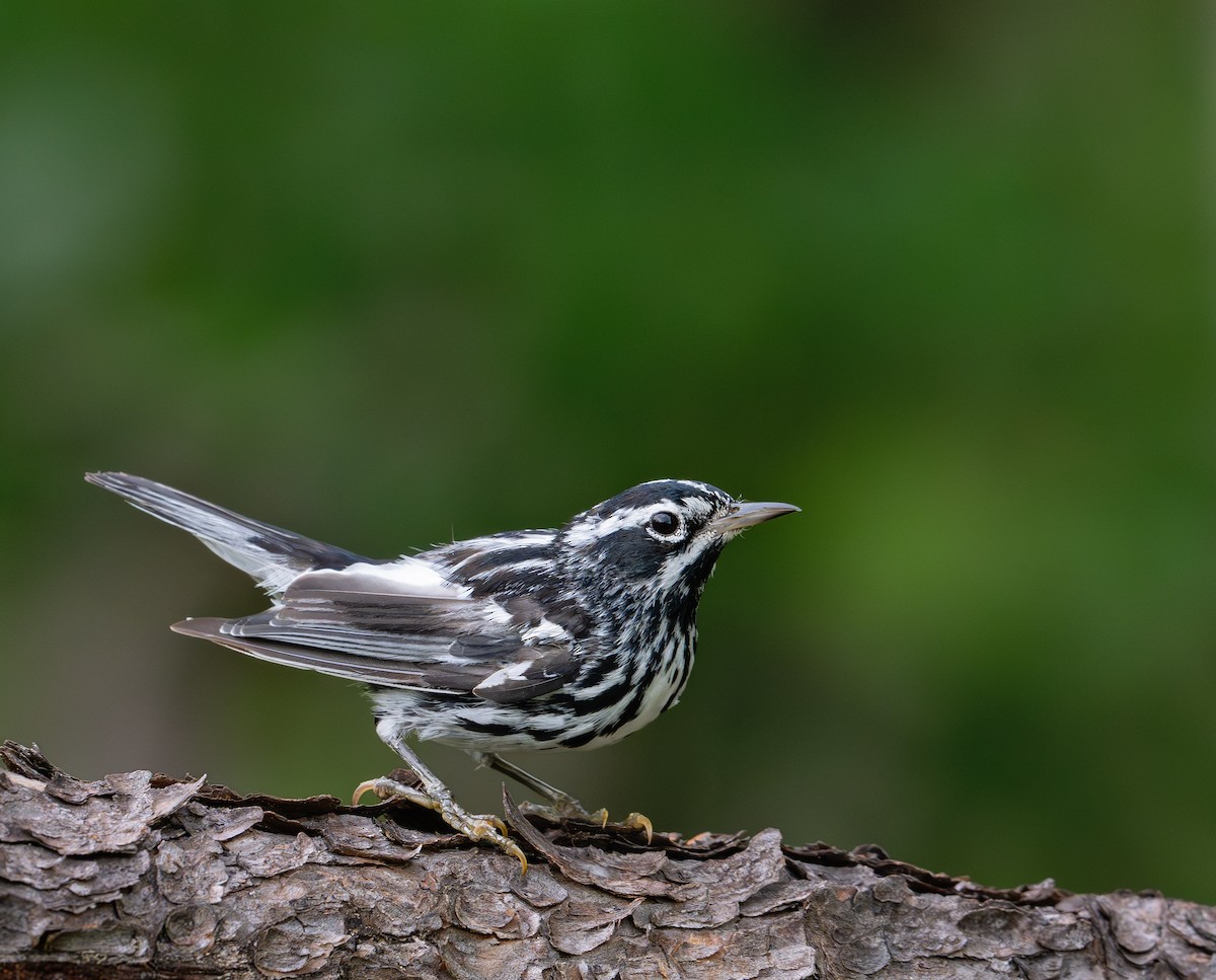 Black-and-white Warbler - ML621006917