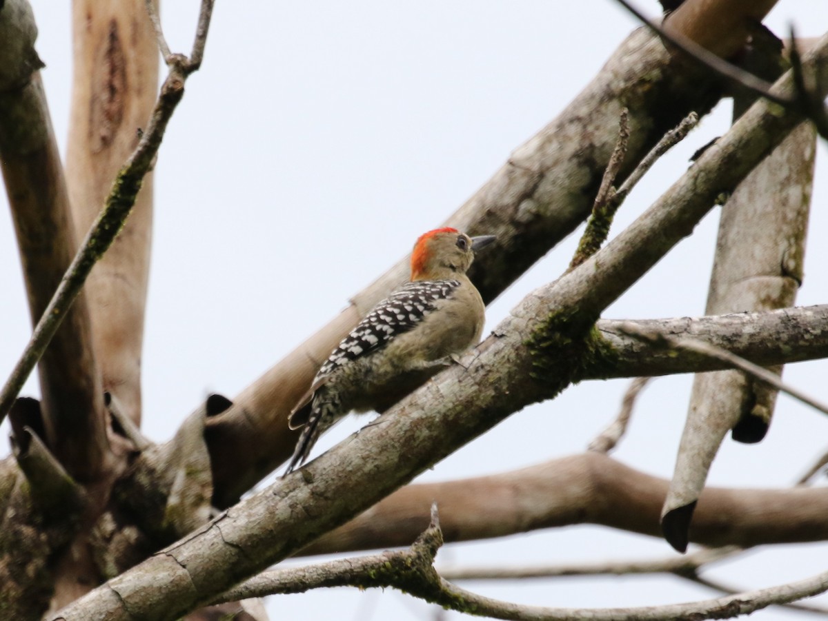 Red-crowned Woodpecker - ML621006934