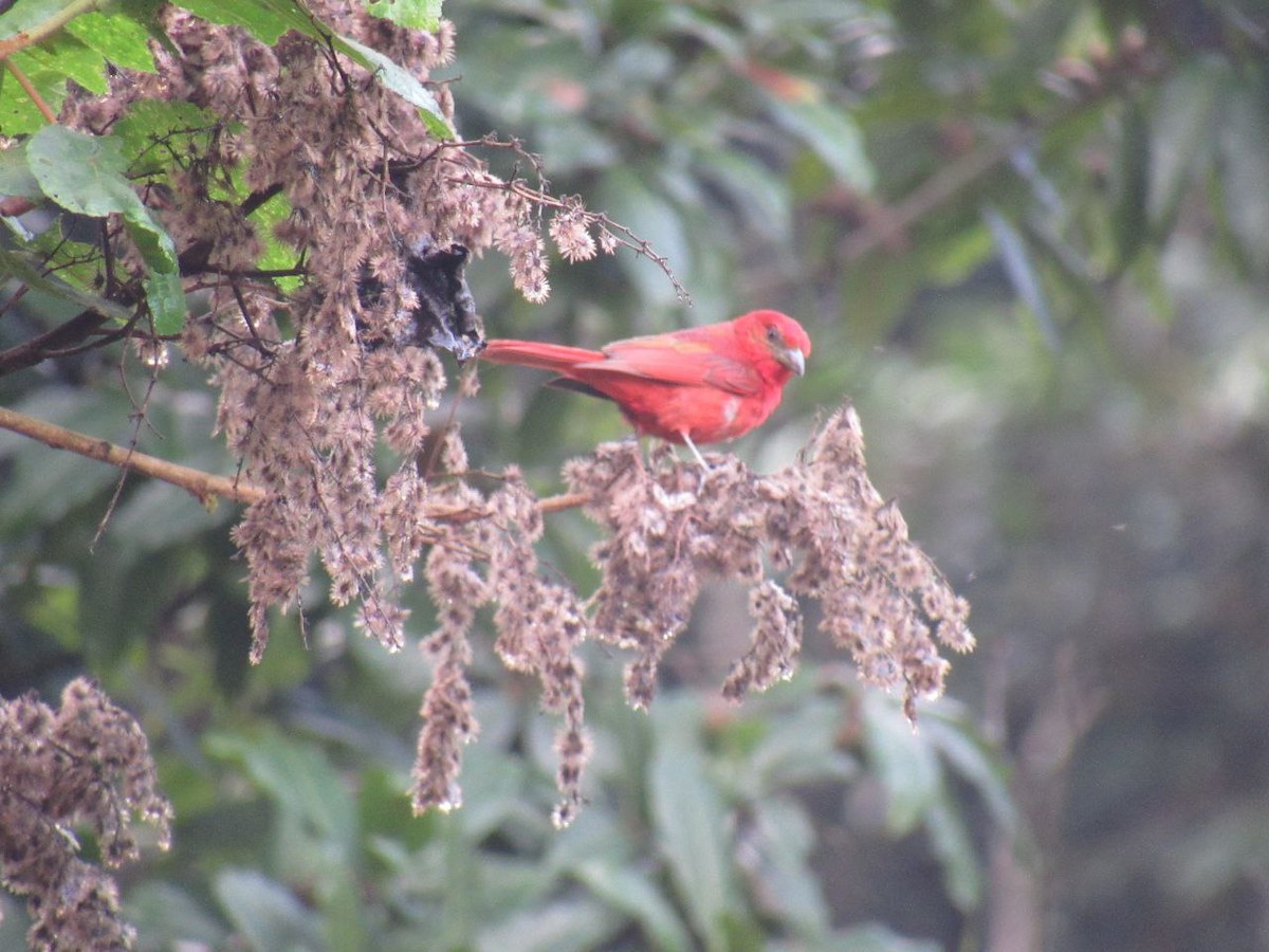Hepatic Tanager - Lina Velazques