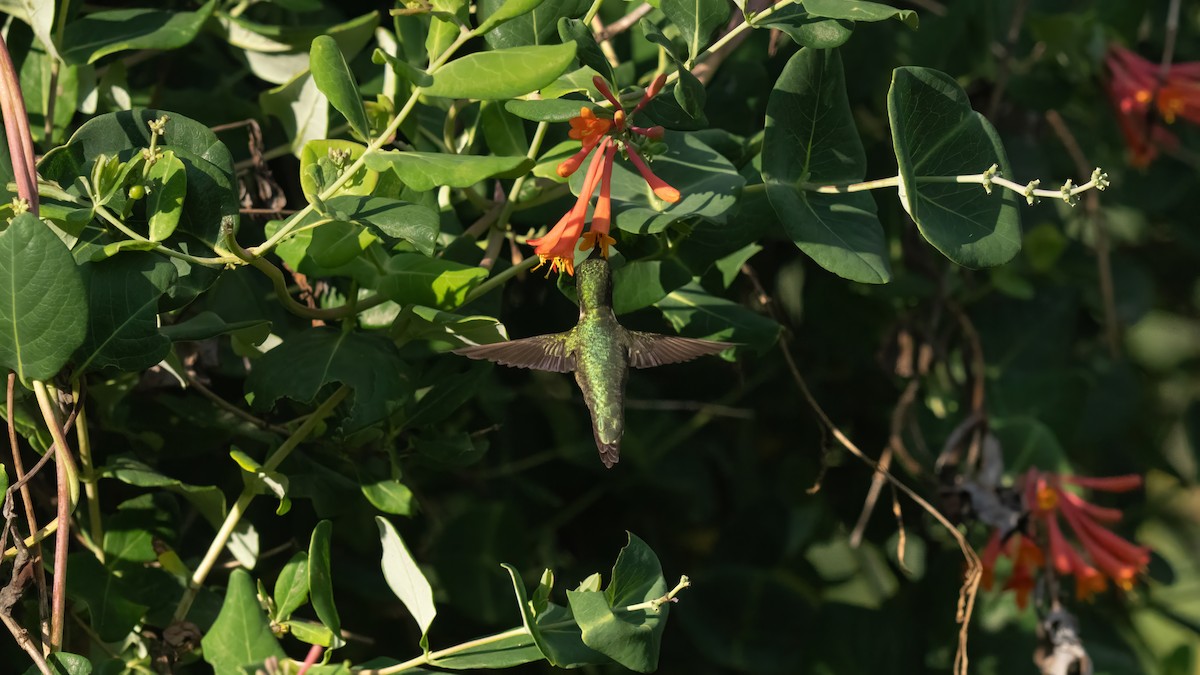 Ruby-throated Hummingbird - Tianshuo Wang
