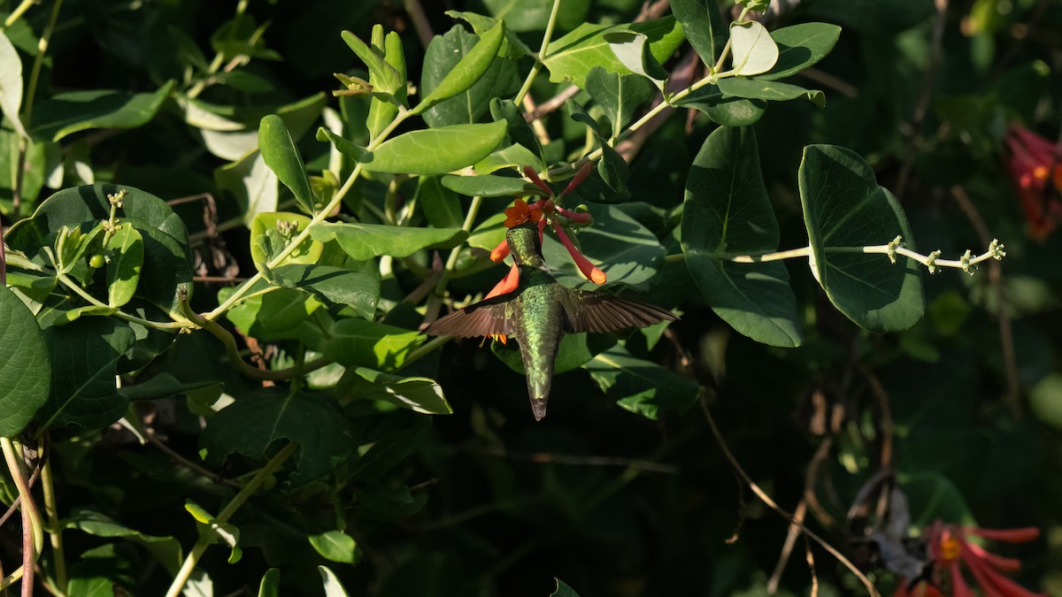 Рубиновогорлый колибри - ML621006975