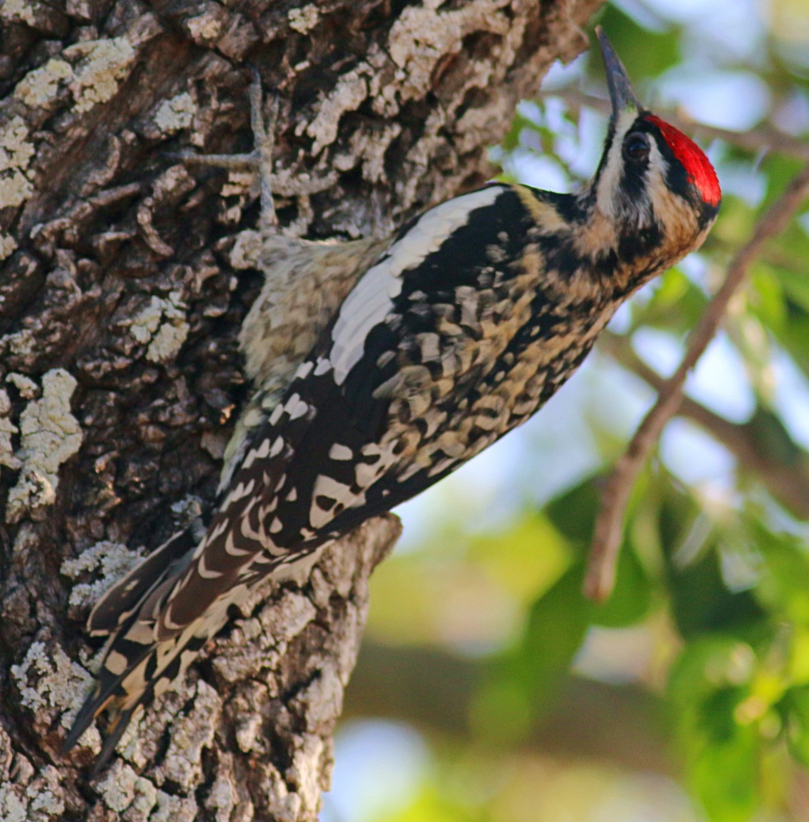 Yellow-bellied Sapsucker - ML621006996