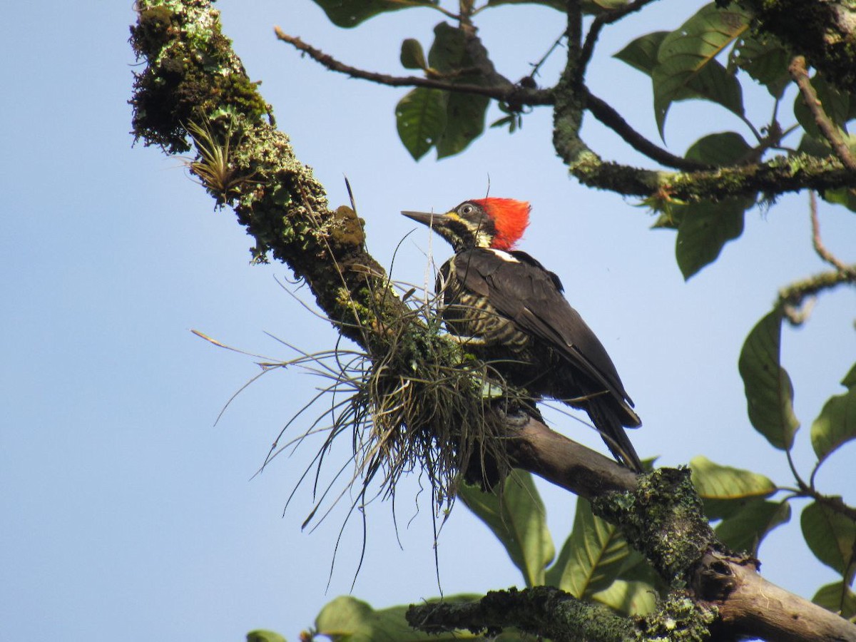 Lineated Woodpecker - Lina Velazques