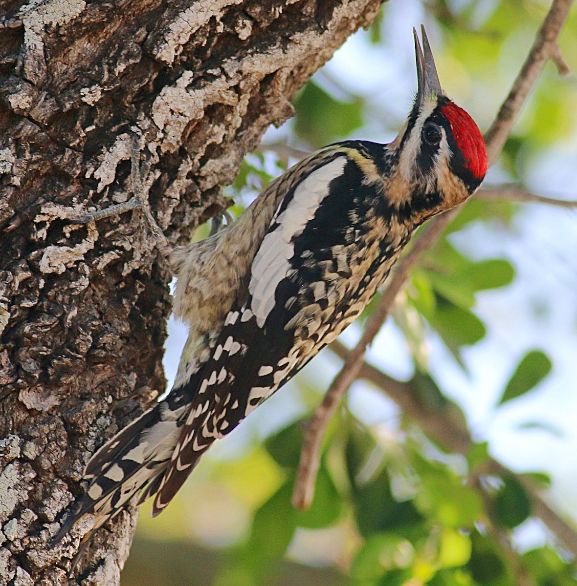 Yellow-bellied Sapsucker - ML621006998