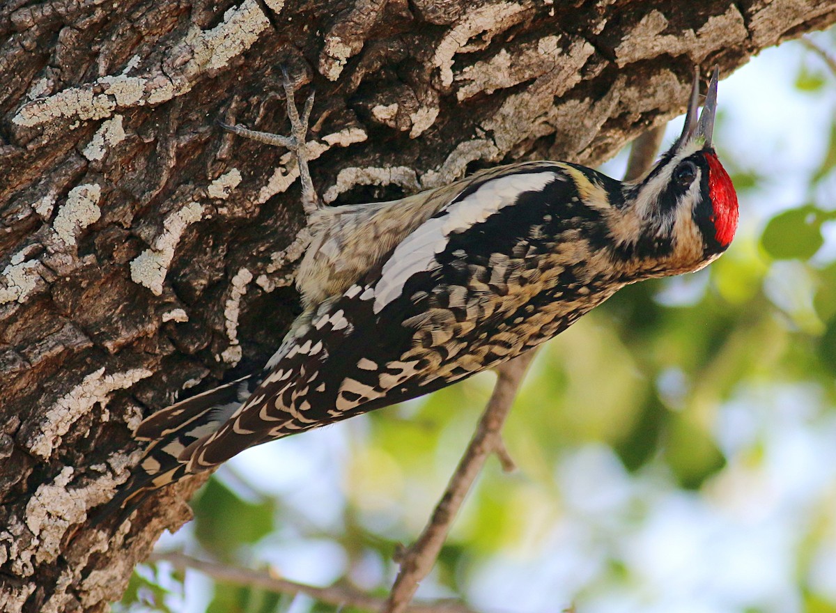 Yellow-bellied Sapsucker - ML621006999