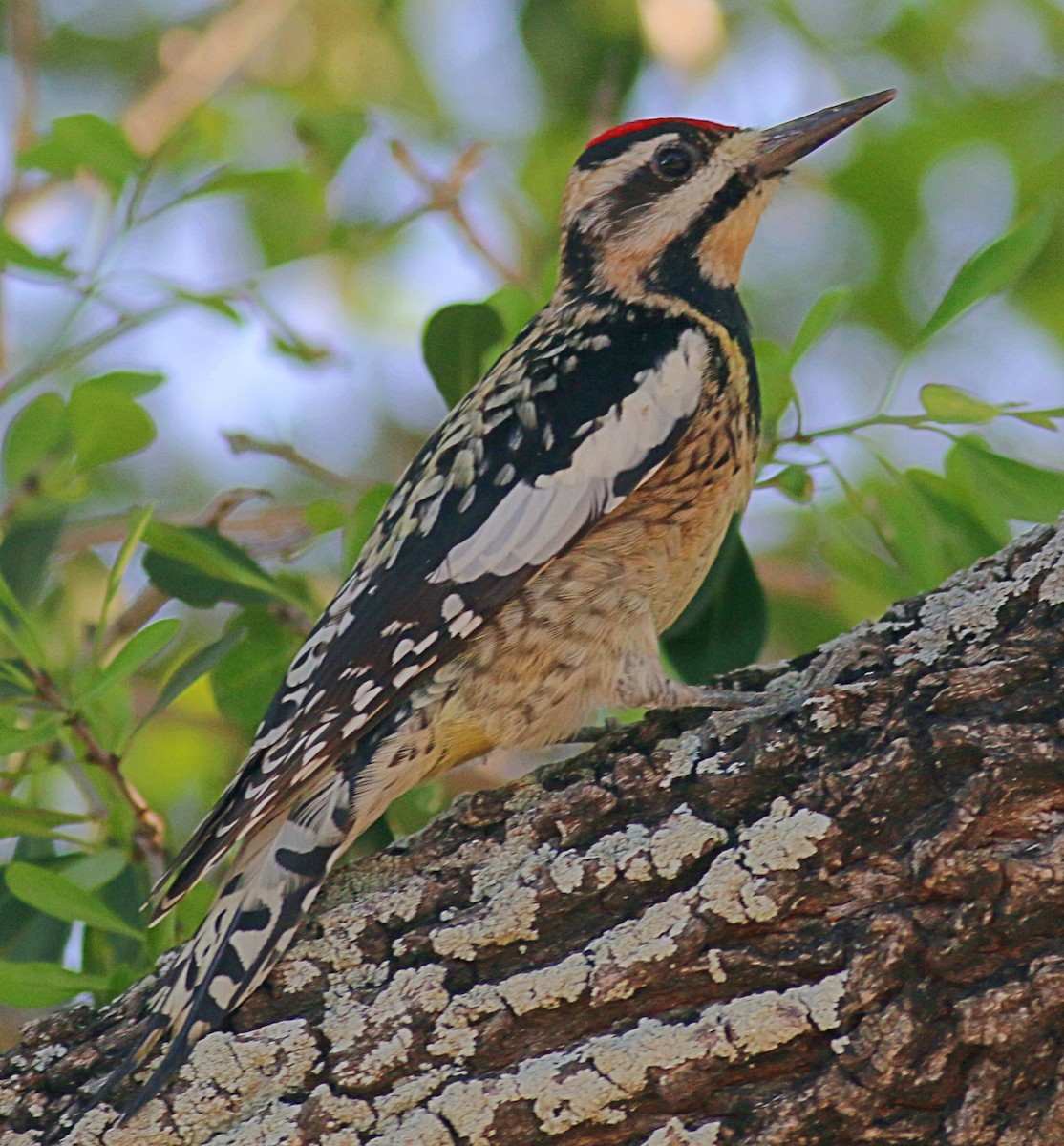 Yellow-bellied Sapsucker - ML621007000