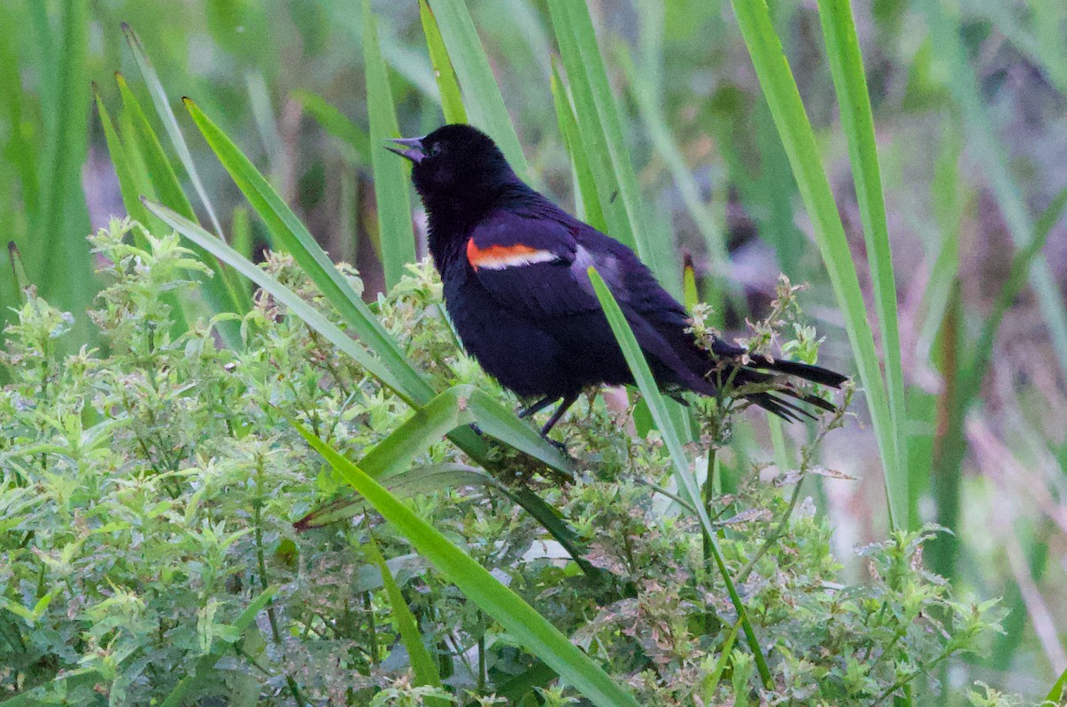 Red-winged Blackbird - ML621007001