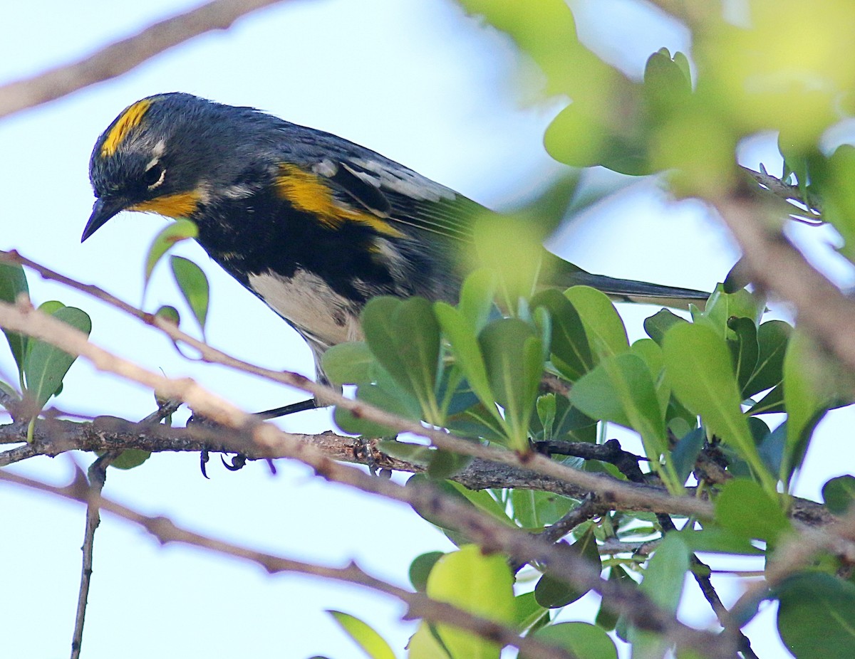 Yellow-rumped Warbler (Audubon's) - ML621007005