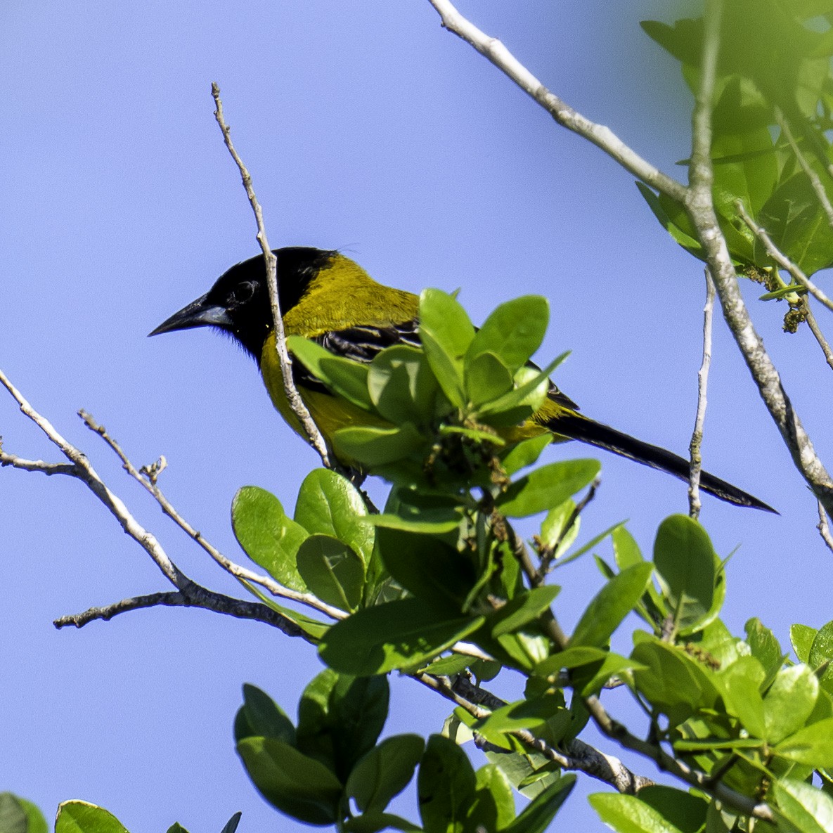 Audubon's Oriole - ML621007006