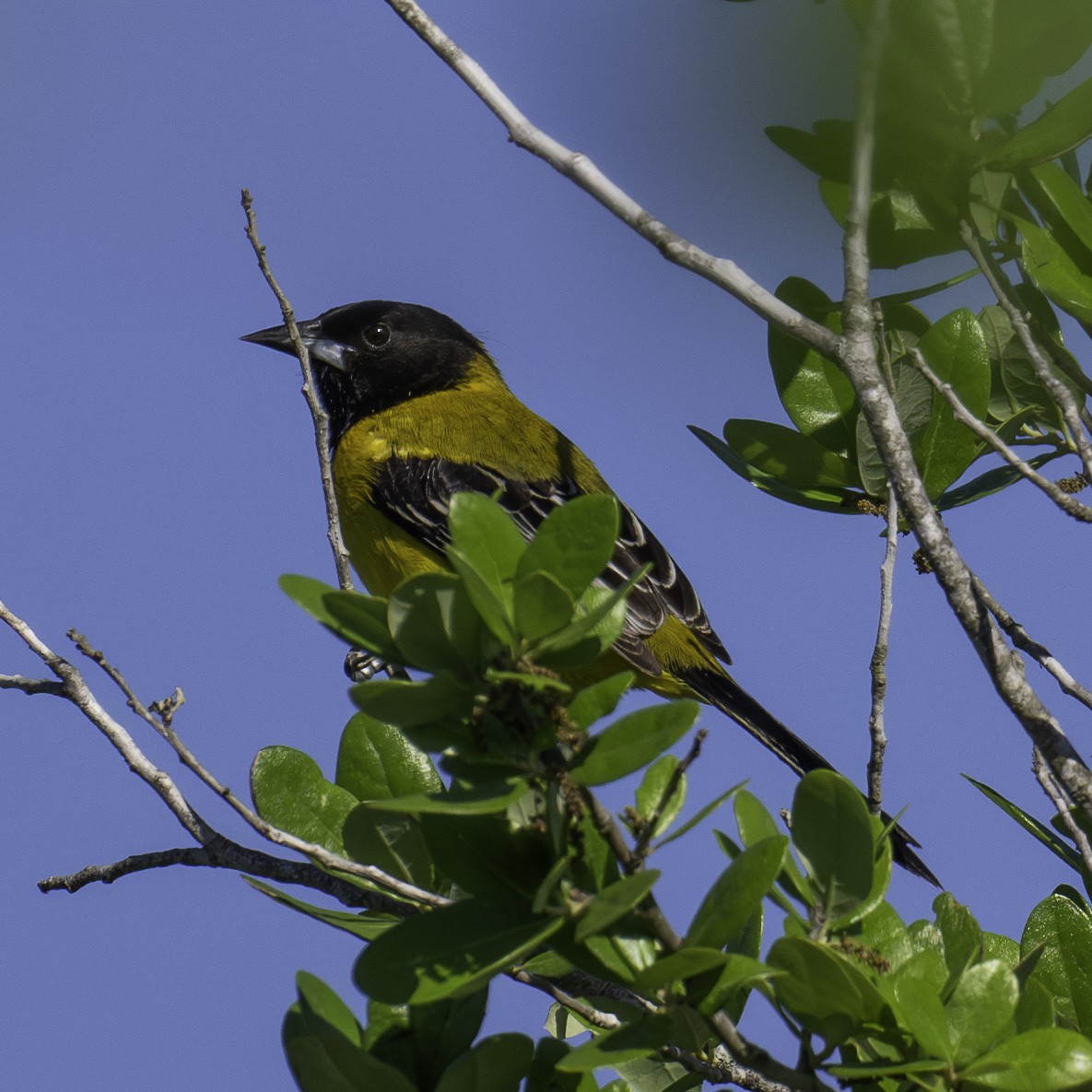 Audubon's Oriole - ML621007007