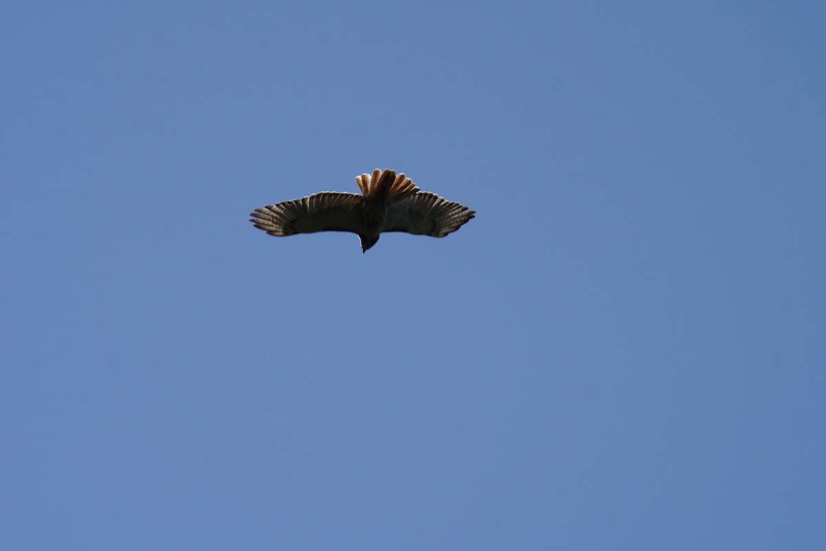 Red-tailed Hawk (borealis) - ML621007016