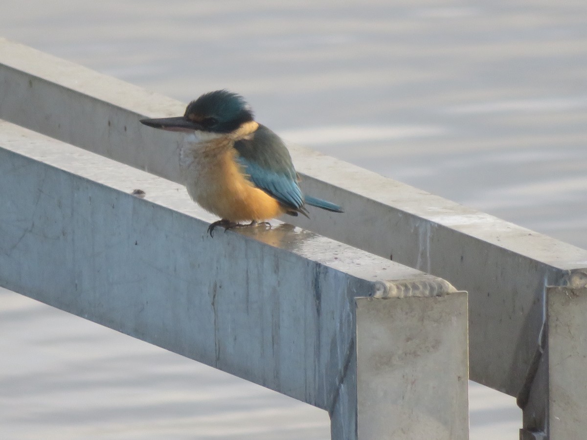 Sacred Kingfisher (Australasian) - ML621007026