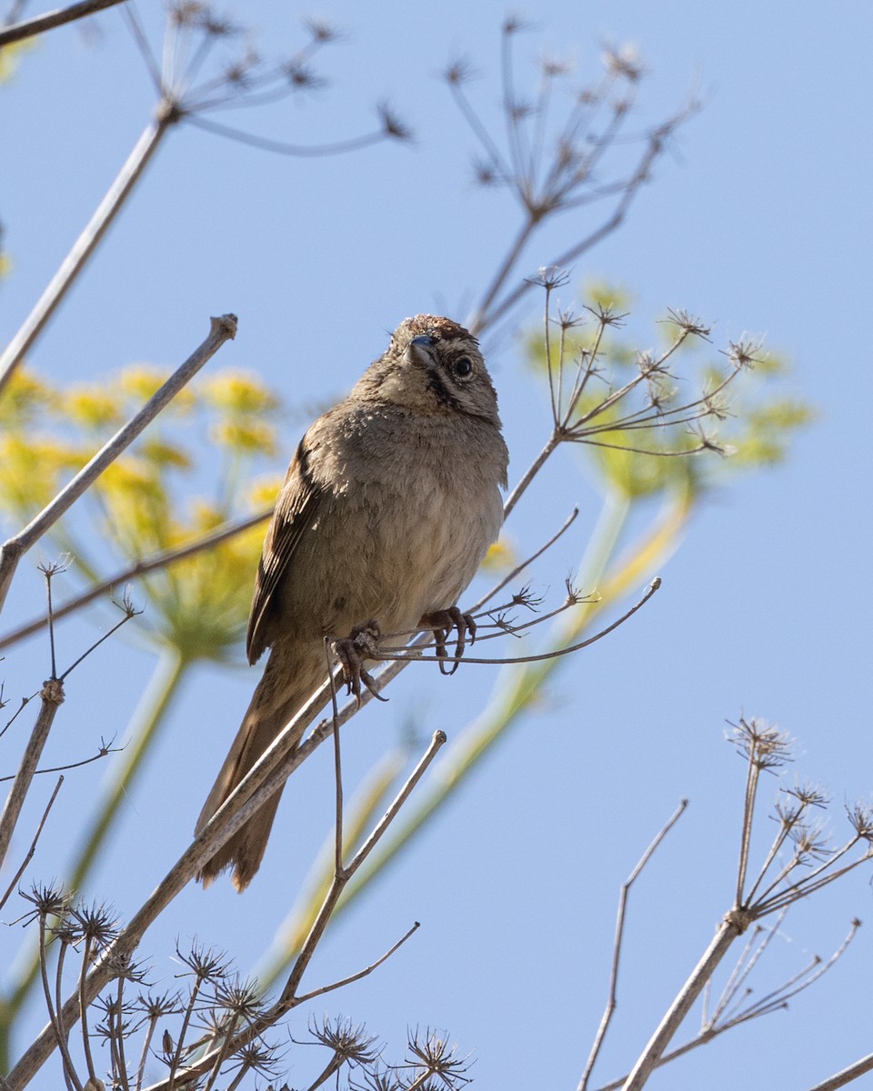 Rufous-crowned Sparrow - Gaurav Manglik