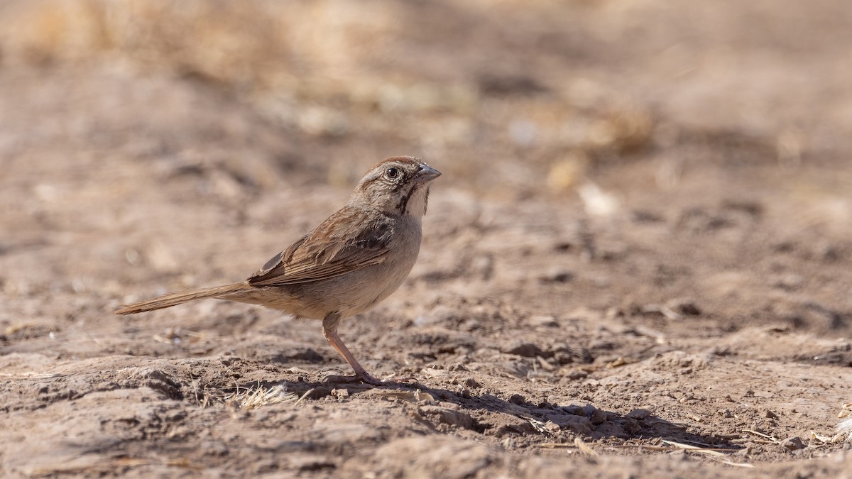 Rufous-crowned Sparrow - ML621007046