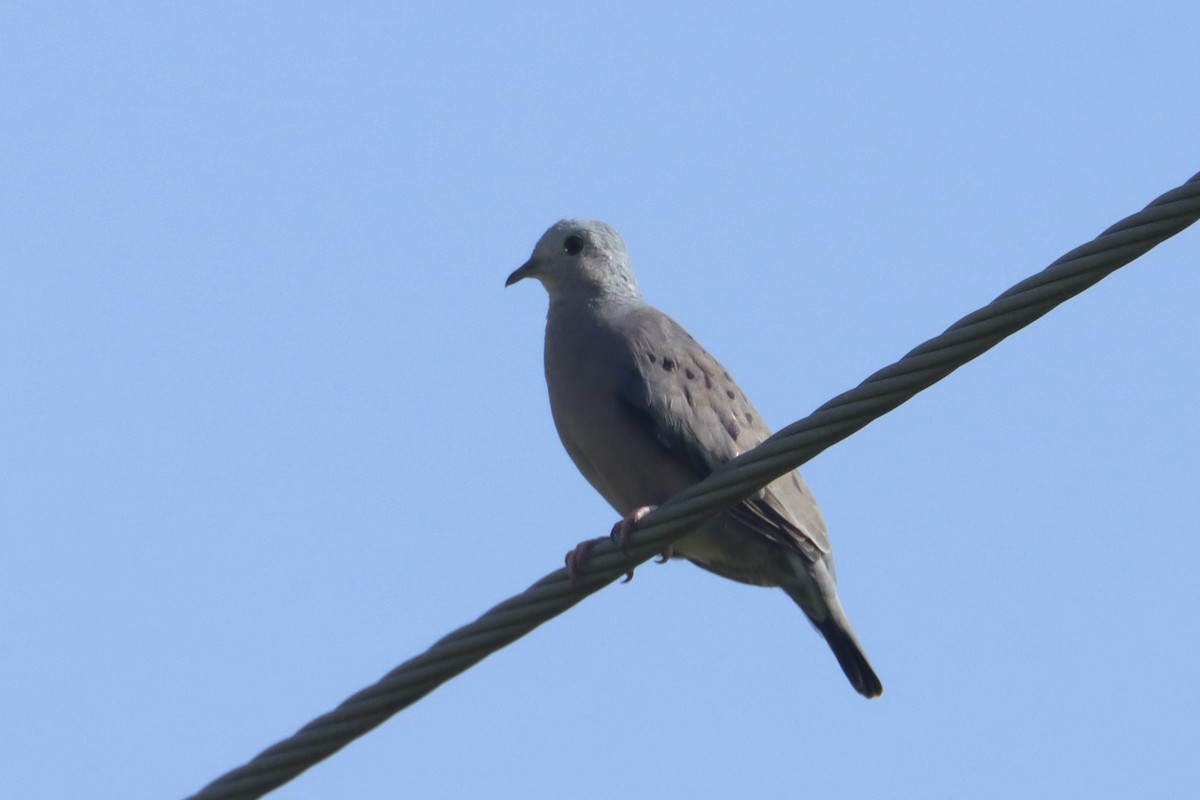 Plain-breasted Ground Dove - ML621007075