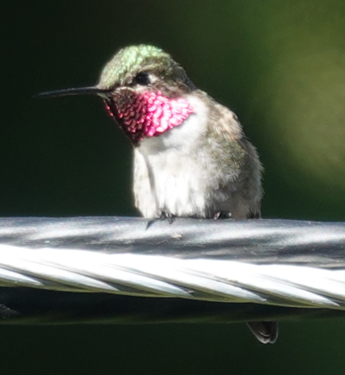 Broad-tailed Hummingbird - ML621007080
