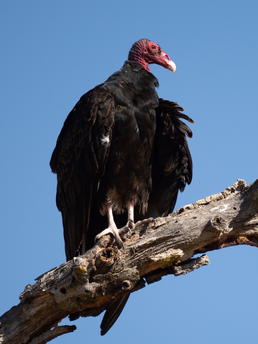 Turkey Vulture - ML621007090