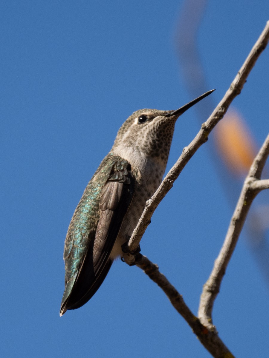 Anna's Hummingbird - ML621007095