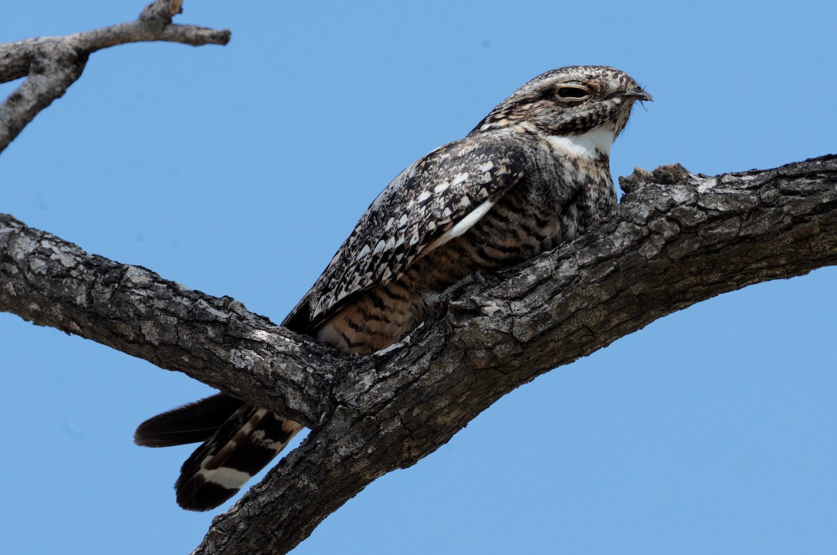 Lesser Nighthawk - ML621007128