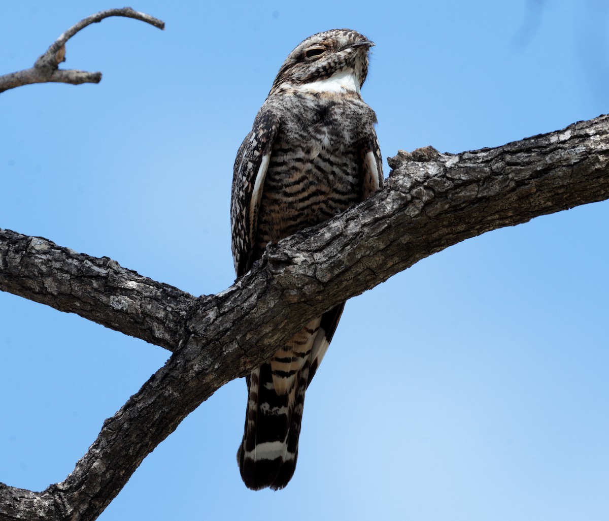 Lesser Nighthawk - Eduardo Vela