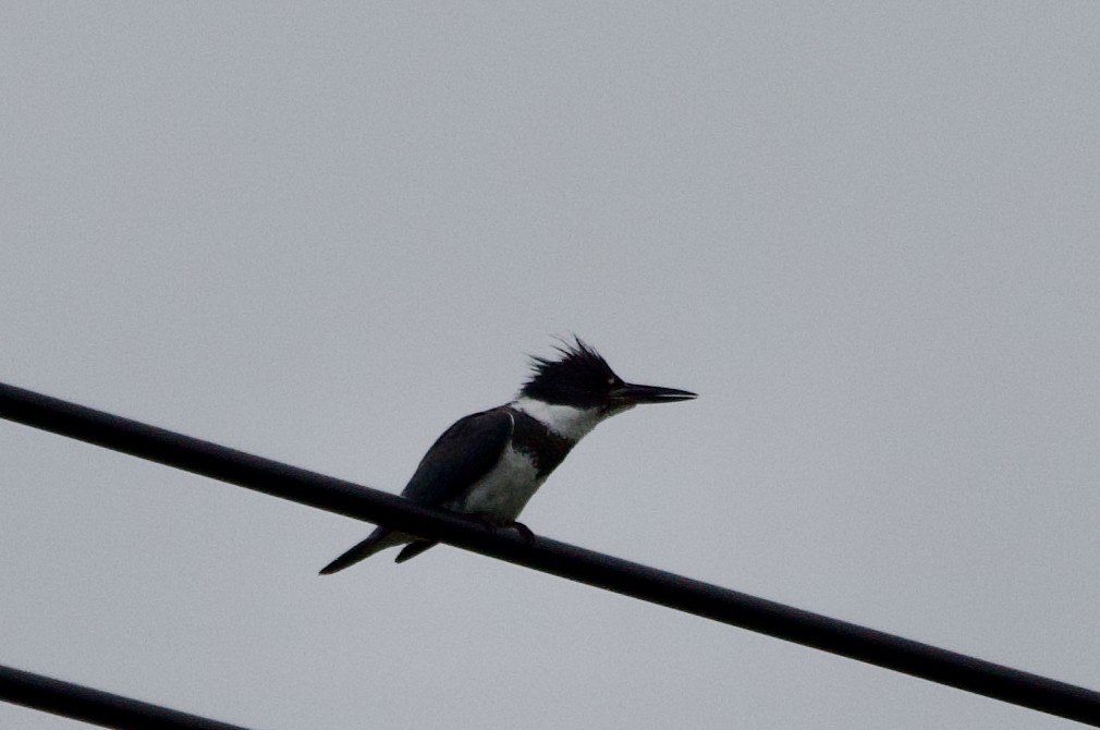 Belted Kingfisher - ML621007148