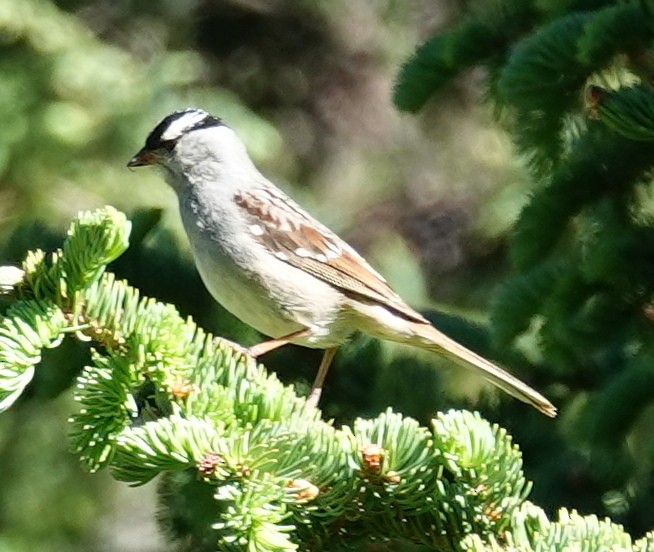White-crowned Sparrow (oriantha) - Lilian Saul