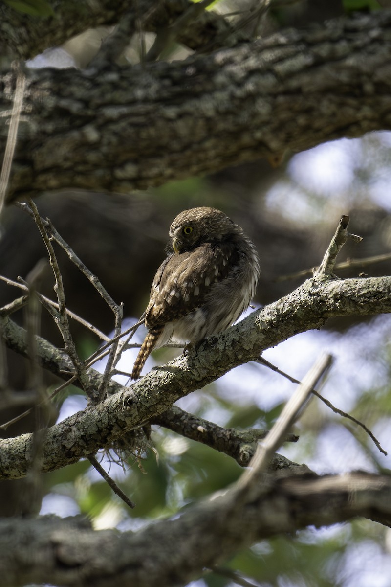 Ferruginous Pygmy-Owl - Scott Fraser