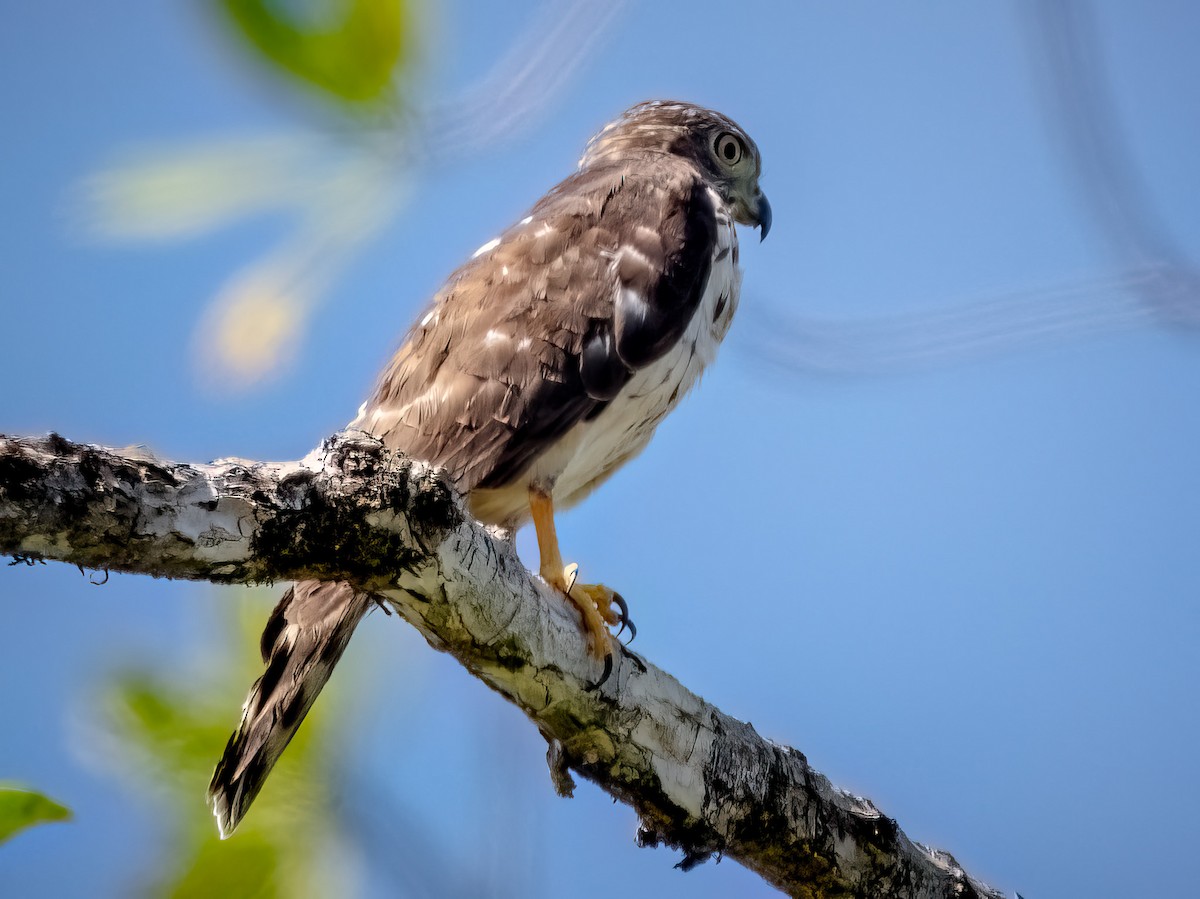 Double-toothed Kite - ML621007211