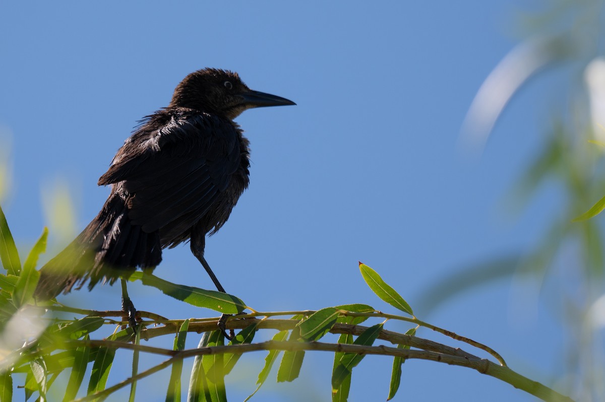 Great-tailed Grackle - ML621007218