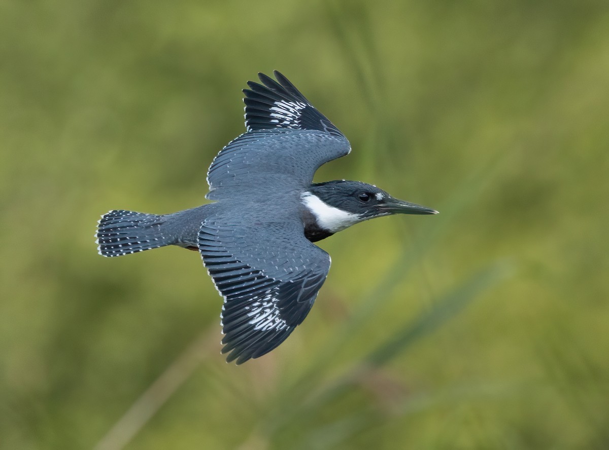 Belted Kingfisher - ML621007222