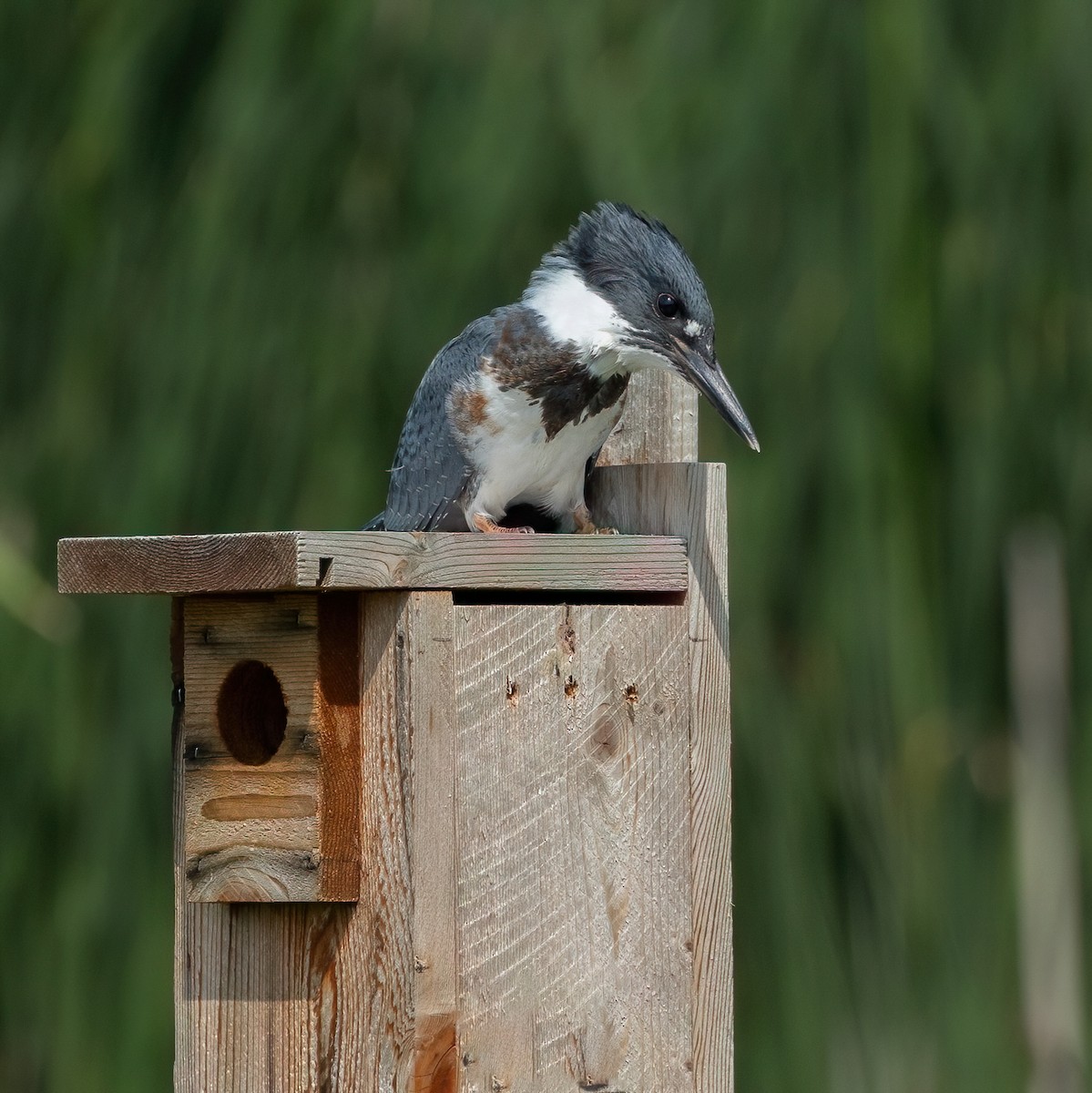 Belted Kingfisher - ML621007223