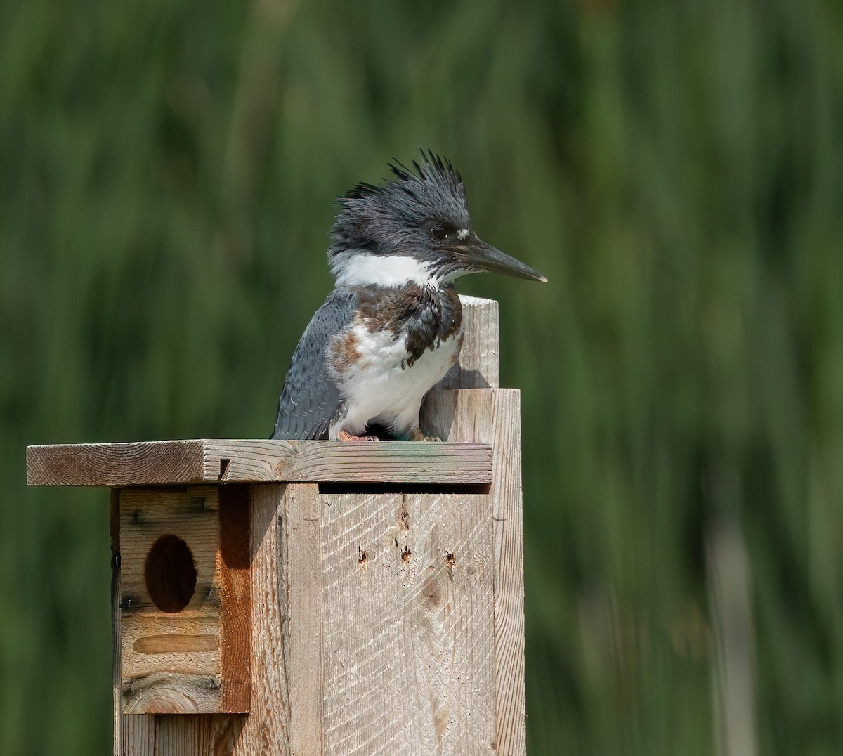 Belted Kingfisher - ML621007224