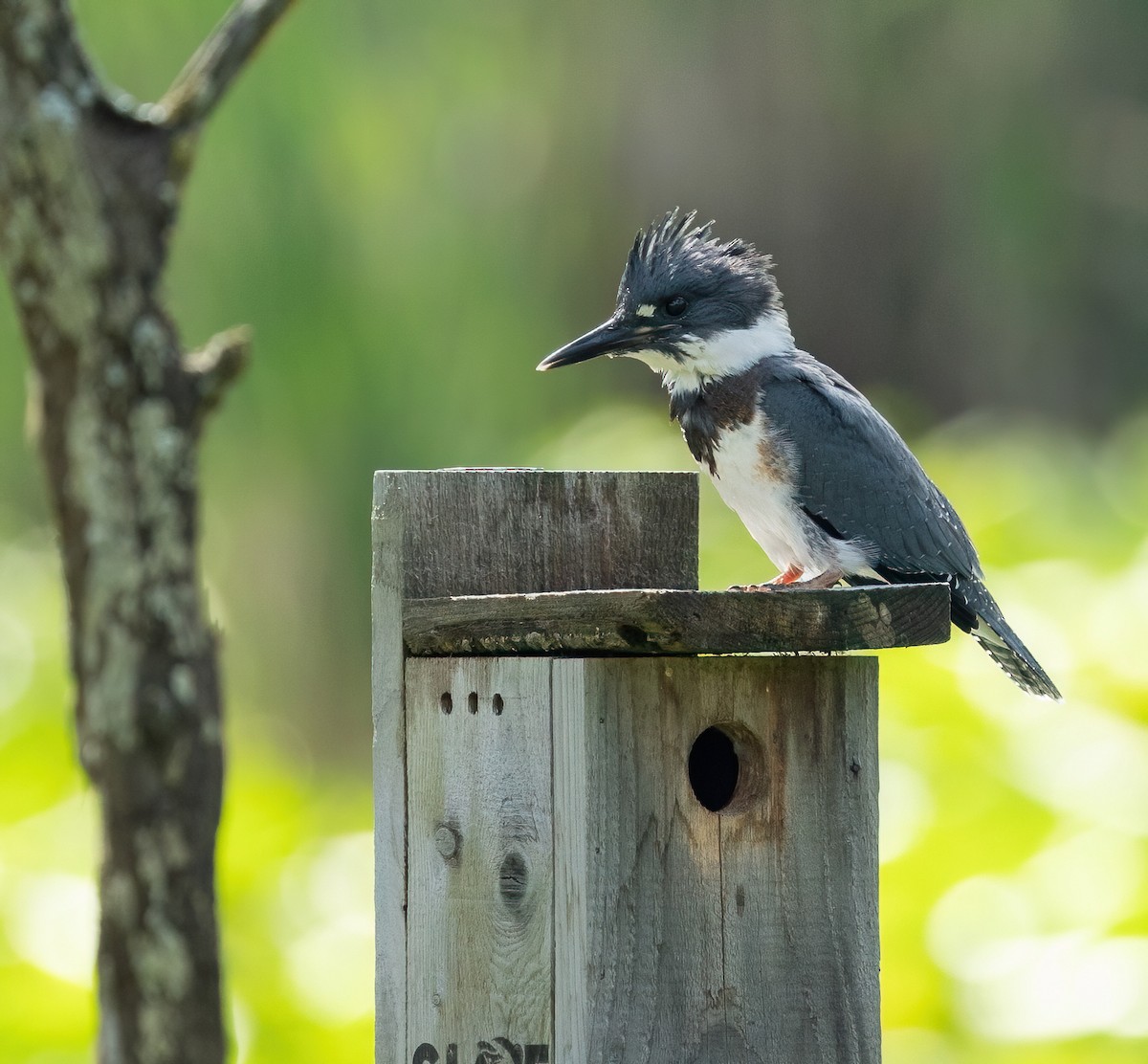 Belted Kingfisher - ML621007225
