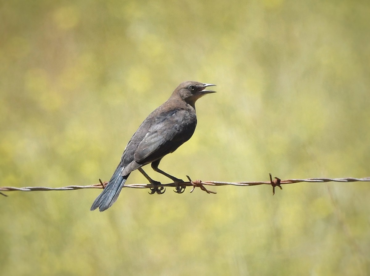 Brewer's Blackbird - ML621007226