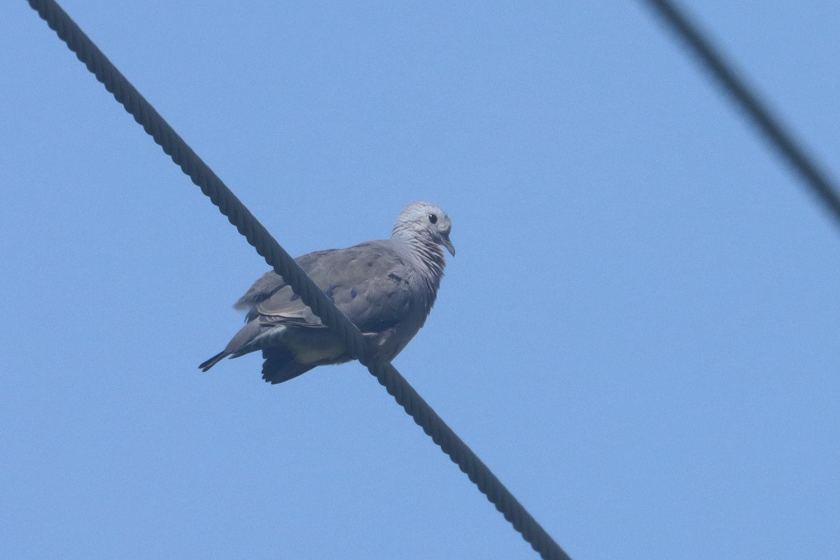 Plain-breasted Ground Dove - ML621007240