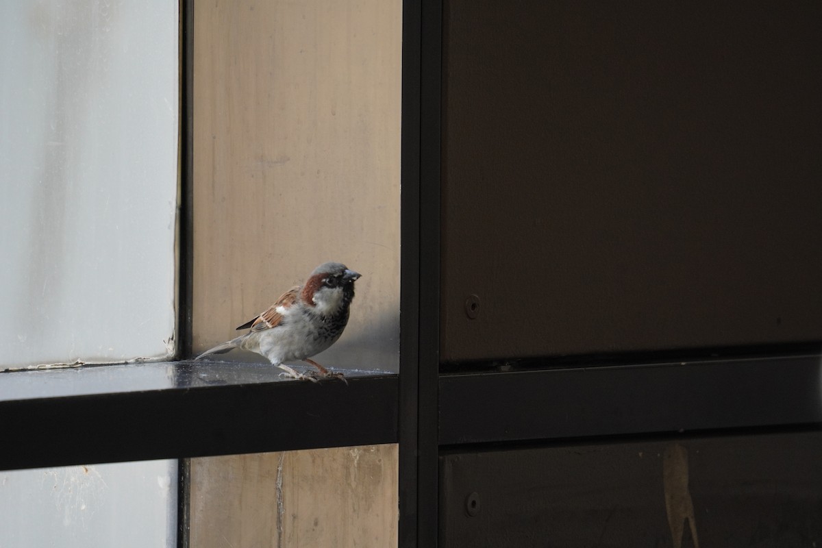House Sparrow - ML621007274