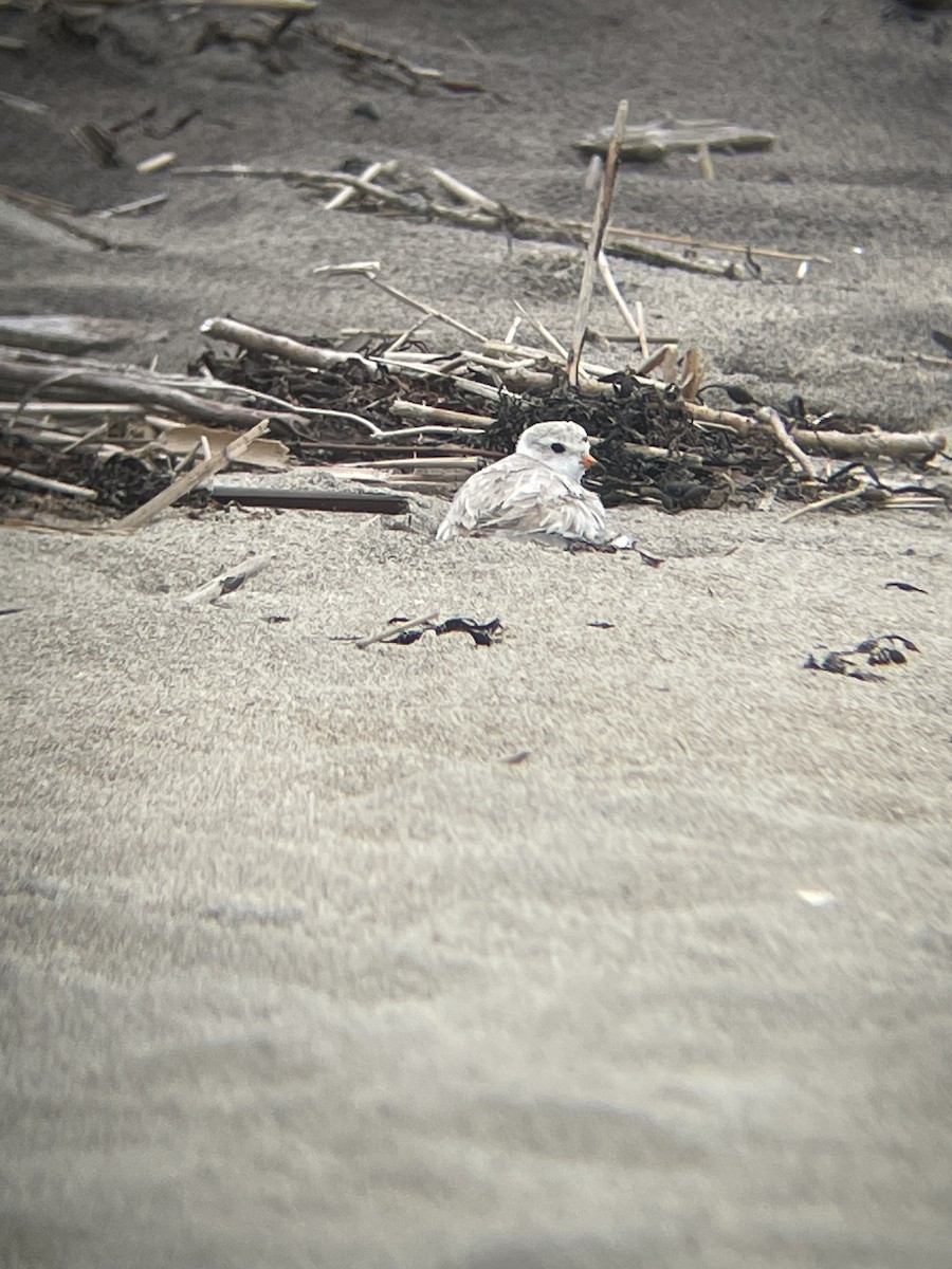 Piping Plover - ML621007279
