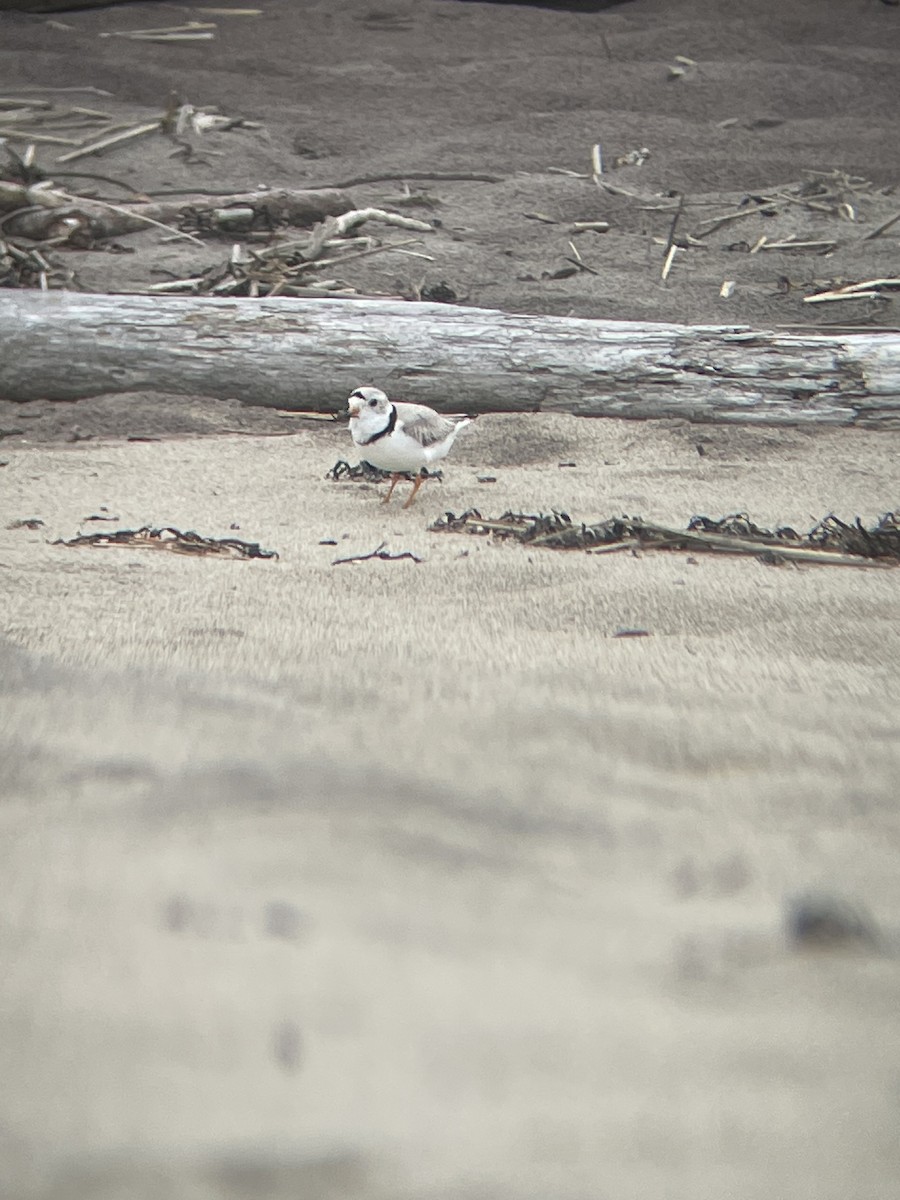 Piping Plover - ML621007281