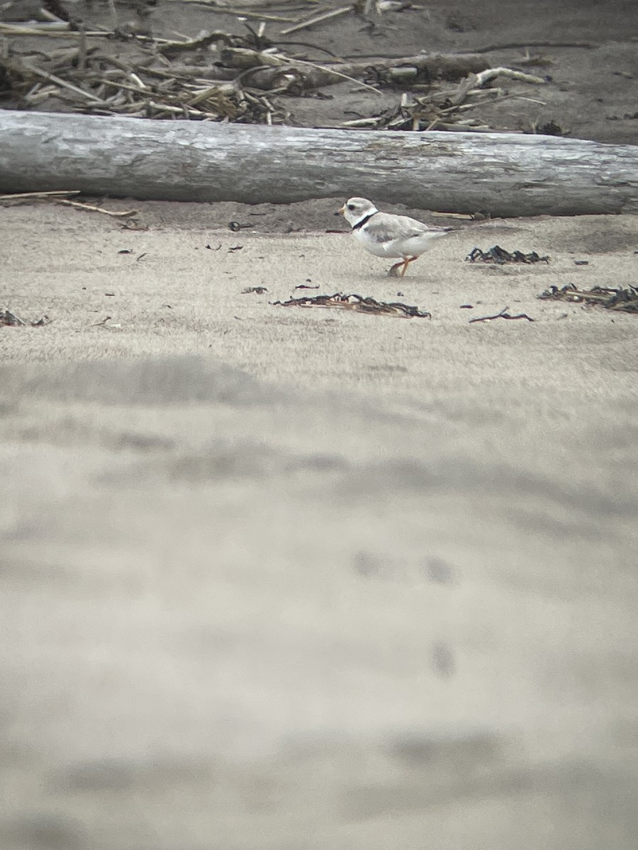 Piping Plover - ML621007282