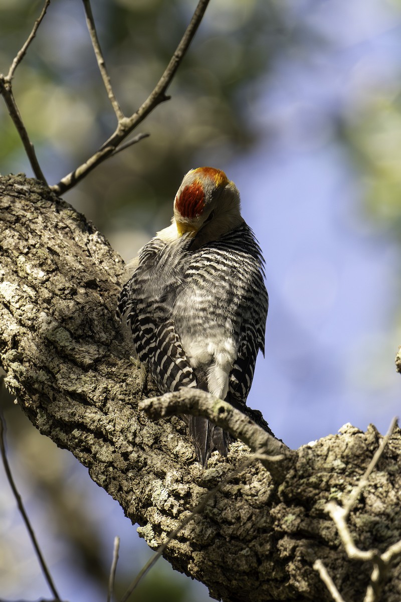 Golden-fronted Woodpecker - Scott Fraser