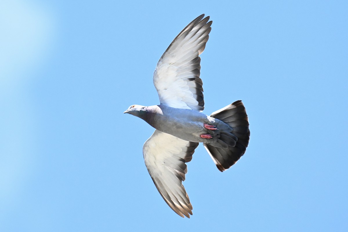 Сизый голубь (Одомашненного типа) - ML621007325