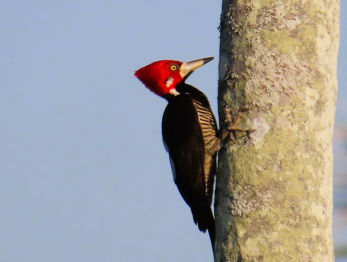 Crimson-crested Woodpecker - ML621007337