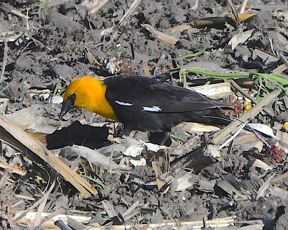 Yellow-headed Blackbird - ML621007350