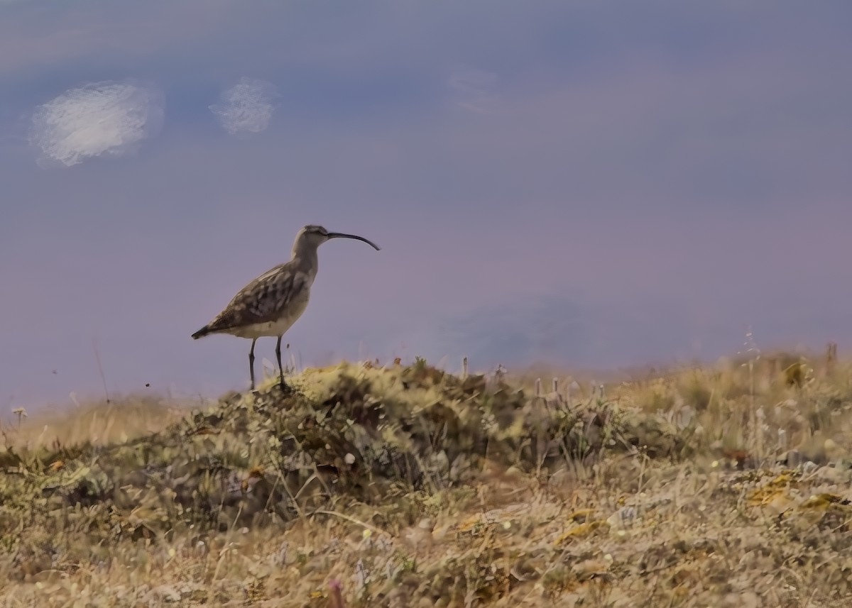 Bristle-thighed Curlew - ML621007385